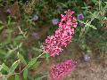 Summer Beauty Butterfly Bush